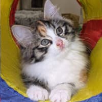 Photo of Miska