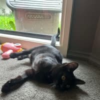 Photo of Gomez   Located In Pakenham