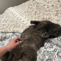 Photo of Crinkle