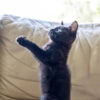 Photo of Kit