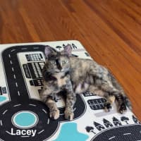 Photo of Lacey