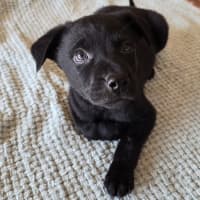 Photo of Fozzie Bear