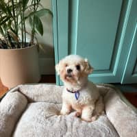 Photo of Bella & Ollie   6 Year Old Maltese X