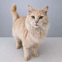 Photo of Fluff N Stuff