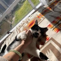 Photo of Douglas    In Foster Care In Thornbury