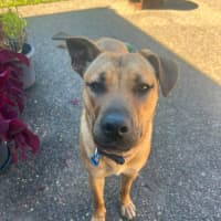 Photo of Carly *$350 Adoption Fee*