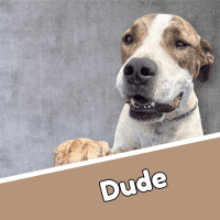 Photo of Dude
