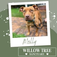 Photo of Molly