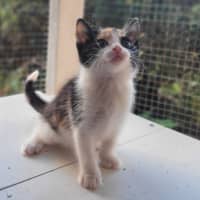 Photo of Snapper (K53)