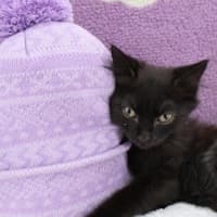 Photo of Bisque