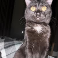 Photo of Morticia