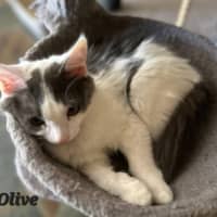 Photo of Olive