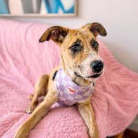 Photo of Violet