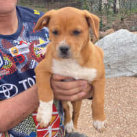 Photo of Ginger