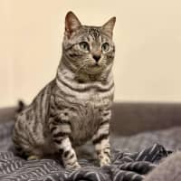 Photo of Cookie Lafufu   Located In Brunswick