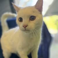 Photo of Lyle