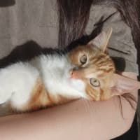 Photo of Baron Marmalade