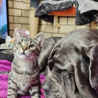 Photo of Churro