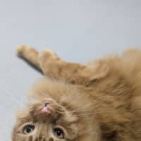 Photo of 🧉 Marmalade 5365 🧉