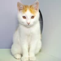 Photo of Abu