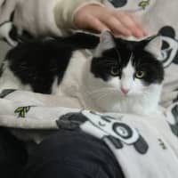 Photo of Piper