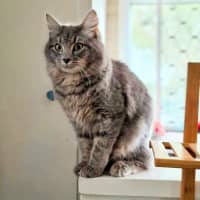 Photo of Jazz
