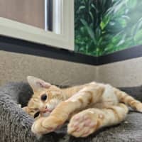 Photo of Orion
