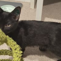Photo of Nyx