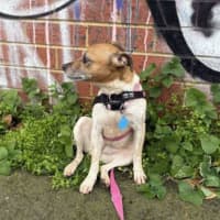 Photo of Twinkle