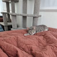 Photo of Biscotti