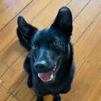 Photo of Badger *$350 Adoption Fee*