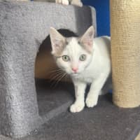 Photo of Minnow