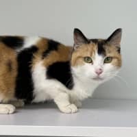 Photo of Shamrock