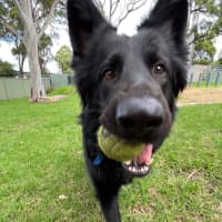 Photo of Roxy