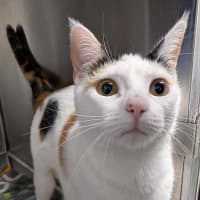 Photo of Mishka