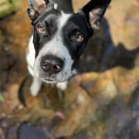 Photo of Dozer