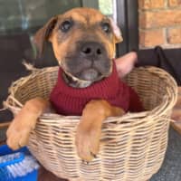 Photo of Pentonville