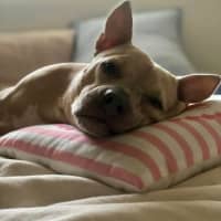 Photo of Daisy