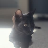 Photo of Francis (9188)