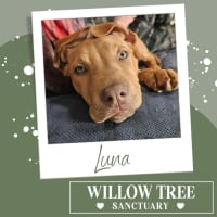 Photo of Luna