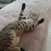 Photo of Peanut