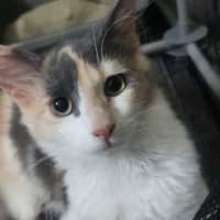 Photo of Lyra