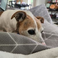 Photo of Billy   10 Year Old Jack Russell X