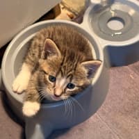 Photo of Dot