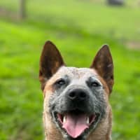 Photo of Rusty