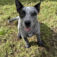 Photo of Luna