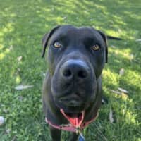 Photo of Onyx