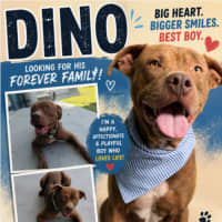 Photo of Dino
