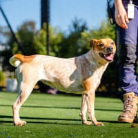 Photo of Zo Zo Imp 1512