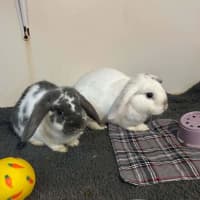 Photo of Dumpling